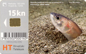 OPHIDION BARBATUM ( Croatia ) - Undersea - Marine Life - Underwater - Fish - Poisson - Fisch - Pez - Pesci - HUJ BIJELAC - Croatia