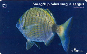 DIPLODUS SARGUS SARGUS  - SARAG ( Croatie )* Undersea - Marine Life - Underwater - Fish - Poisson - Fisch - Pez - Pesci - Croatie