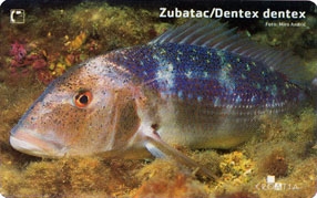 DENTEX DENTEX - ZUBATAC ( Croatia ) * Undersea - Marine Life - Underwater - Fish - Poisson - Fisch - Pez - Pesci - Croatie