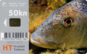 DENTEX DENTEX - ZUBATAC ( Croatia ) * Undersea - Marine Life - Underwater - Fish - Poisson - Fisch - Pez - Pesci - Croatia