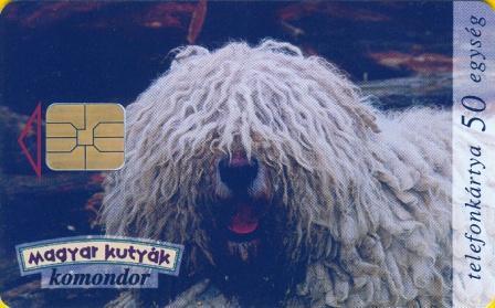 Dog - Hund - Chien - Clebs - Perro - Cane - Hungarian Komondor - Chiens