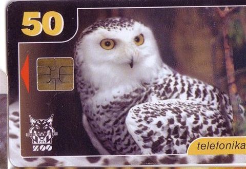 OWL ( Estonia 70000 Ex) Hibou Chouette Eule Buho Gufo Uil Owls Hibous Chouettes Bird Oiseau Rapace Birds Of Pray Raptors - Aquile & Rapaci Diurni