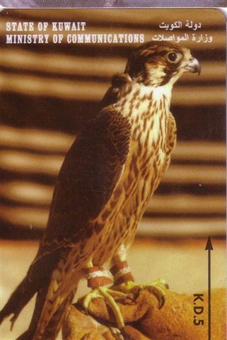 Faune - Fauna - Oiseaux - Birds - Oiseau - Eagle - Falcon - Faucon - Aigle - Bird - Falcons - Eagles - Kuwait 2 - Aquile & Rapaci Diurni