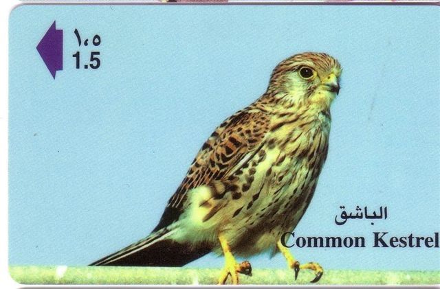 Faune - Fauna - Oiseaux - Birds - Oiseau - Eagle - Falcon - Faucon - Aigle - Bird - Falcons - Eagles - Oman - Arenden & Roofvogels
