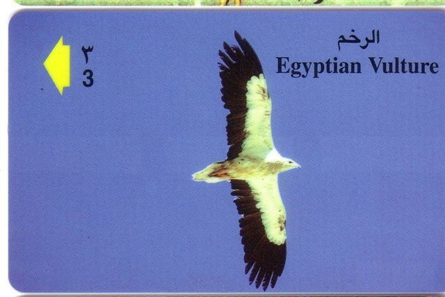 Fauna - Faune - Oiseaux - Bird - Oiseau -  Eagles - Vultures - Eagle - Birds - Egyptian Vulture - Águilas & Aves De Presa