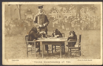 Monkeys Having Tea - Affen