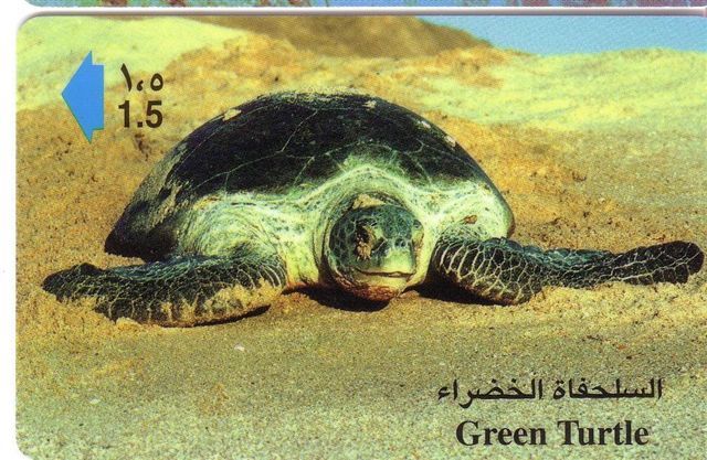 Turtles - Tortoise - Tortuga Marina - Schildkroete - Tartaruga - Tortue - Sea Turtle - Green Turtle - Peces