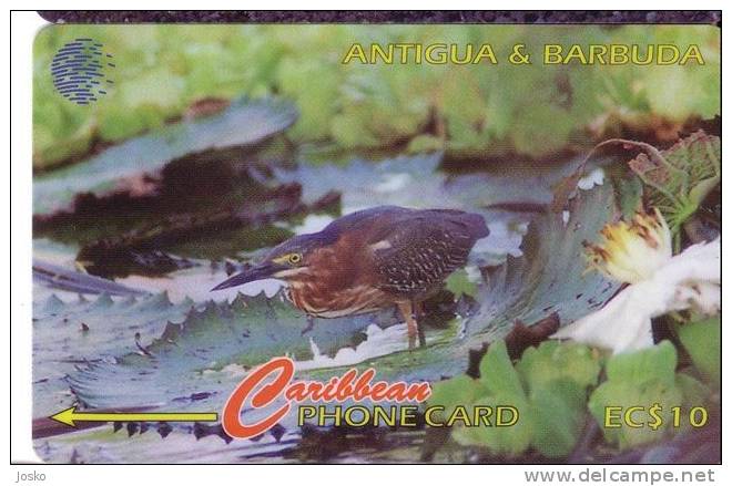 GREEN BACKED HERON - Butorides Striatus ( Antigua And Barbuda - Code  104CATB ) Bird Oiseau Birds Oiseaux Pajaro Ucello - Antigua Et Barbuda