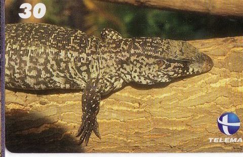 Animals – Lizard – Eidechse – Eidechsen – Lagarto – Lagertija – Lezard – Lucertola - Lizards - Brasil - Antille (Altri)