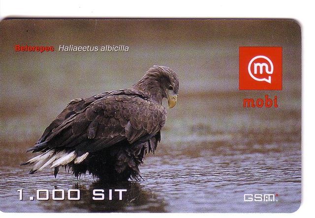 Slovenia Oiseaux - Birds - Oiseau - Eagle - Falcon -faucon -aigle- Eagles -vulture- HALIAEETUS ALBICILLA ( Plastic Card) - Arenden & Roofvogels