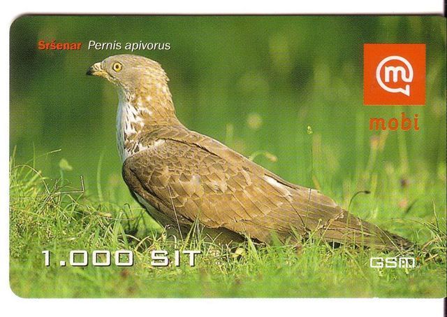 Slovenia Birds - Flier - Vogel - Voegel - Oiseau - Pajaro - Eagle - Falcon - Aigle - Bird PERNIS APIVORUS (plastic Card) - Águilas & Aves De Presa