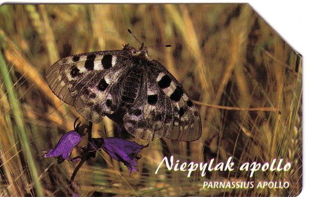 BUTTERFLY ( Poland ) Papillon Butterflies Schmetterling Papillons Mariposa Farfalla Animal Animals Insect Insects Fauna - Polonia