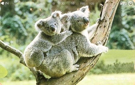 Japan * Animals * Koala * Bear - Otros & Sin Clasificación