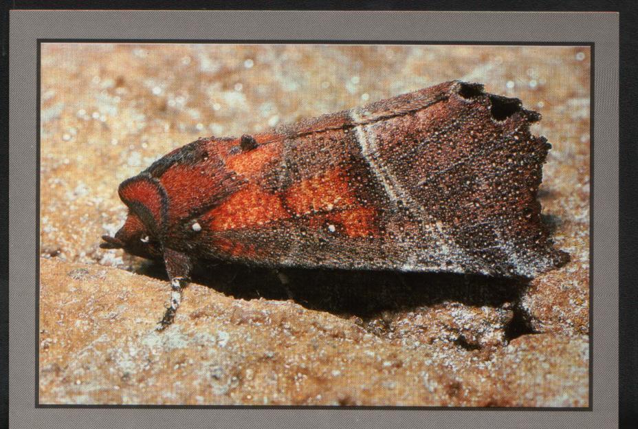 Papillon Scoliopterix Libatrix - Papillons