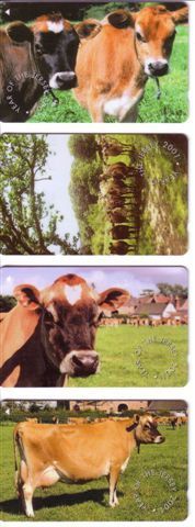 Cow – Kuh – Vaca - Vache – Vaccino – Vacca – Cows - Complette Set Of 4.cards - Vacas