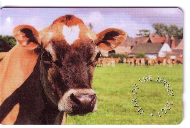 Cow – Kuh – Vaca - Vache – Vaccino – Vacca – Cows - No. 1 - Cows