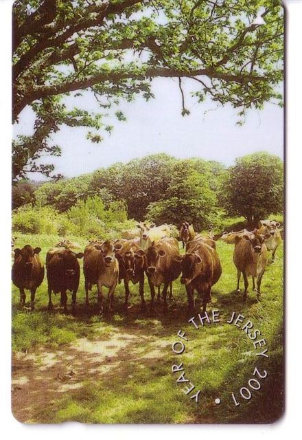 Cow – Kuh – Vaca - Vache – Vaccino – Vacca – Cows - No. 2 - Koeien