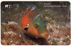 PODUJKA ( Croatie Rare Card - I Serie Undersea ) Underwatter Undersea Sea Marine Life Fish Poisson Fisch Pesci Pez - Kroatië