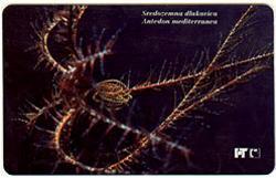 SREDOZEMNA DLAKAVICA - Antedon Mediterranea ( Croatie Rare Card  - I Serie Undersea ) Underwater Sea & Marine Life Fish - Croatie