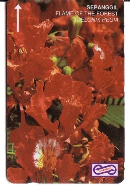 SEPANGGIL Flame Of The Forest - Malaysia Old Card (48MSAA) * Flora Flore Flowers Fleurs Blumen Fiori Flores Flower Fleur - Malaysia