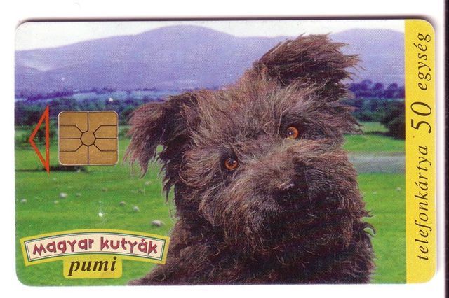 Dog - Hund - Chien - Clebs - Perro - Cane - Hungarian Pumi ( See Scan For Condition ) - Chiens