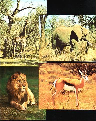 (4) Animals - Giraffe, Elephant, Lion And Impala - Elefantes