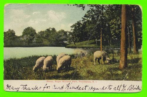 PROVIDENCE, RI - ROGER WILLIAMS PARK - SHEEP  - CARD TRAVEL IN 1907 - UNDIVIDED BACK - - Providence