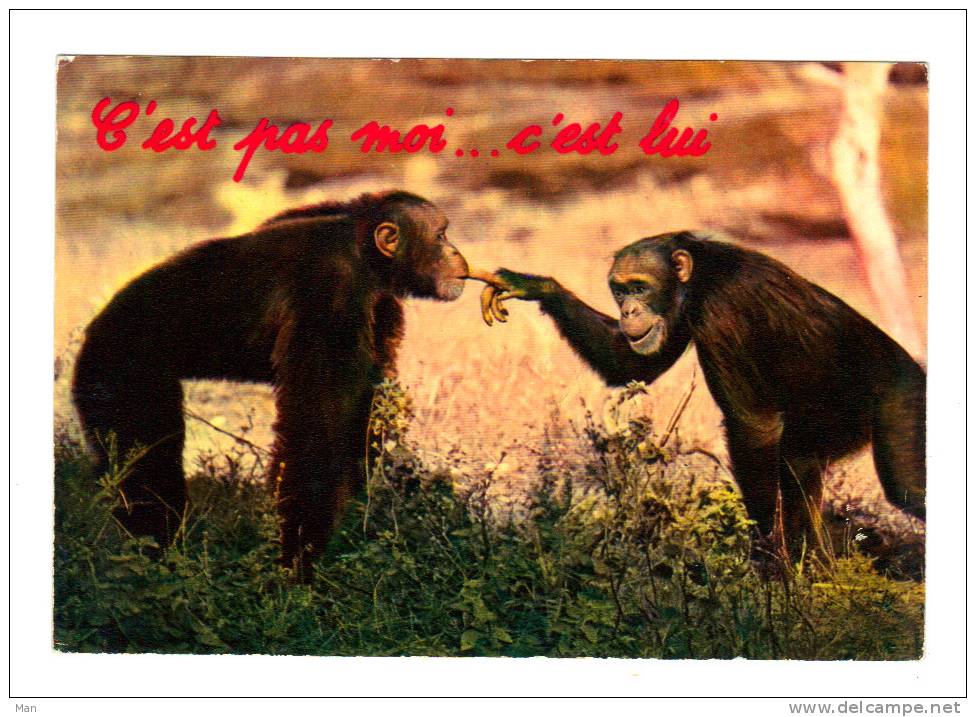 Singe: Ce N´est Pas Moi ... C´ Est Lui (05-2712) - Monkeys