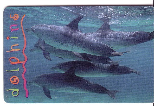Animals - Undersea - Dolphin - Delphin - Delfin - Dauphin - Delfino - Dauphine-dolphins -JAR 3( See Scan For Condition ) - Peces