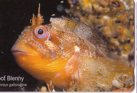 Jersey Islands - Undersea World - Marine Life - Underwatter - Fishes - Fish - Poisson - Fisch - Tompor Blenny - [ 7] Jersey And Guernsey