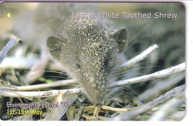 Jersey Islands - Animals - Fauna - Animal - Faune - Animaux - Lesser White Toothed Shrew - [ 7] Jersey Und Guernsey