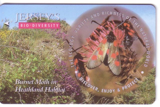 Jersey Islands - Animals - Fauna -  Faune - Animaux - Flora - Flowers - Burneth Moth In Heathland Habitat - [ 7] Jersey And Guernsey