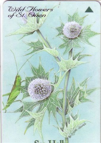 Jersey Islands - Flora ( Flore ) – Flowers – Blume (blumen) – Flor – Fleur ( Fleurs ) – Struzzo - SEA HOLLY - Jersey E Guernsey