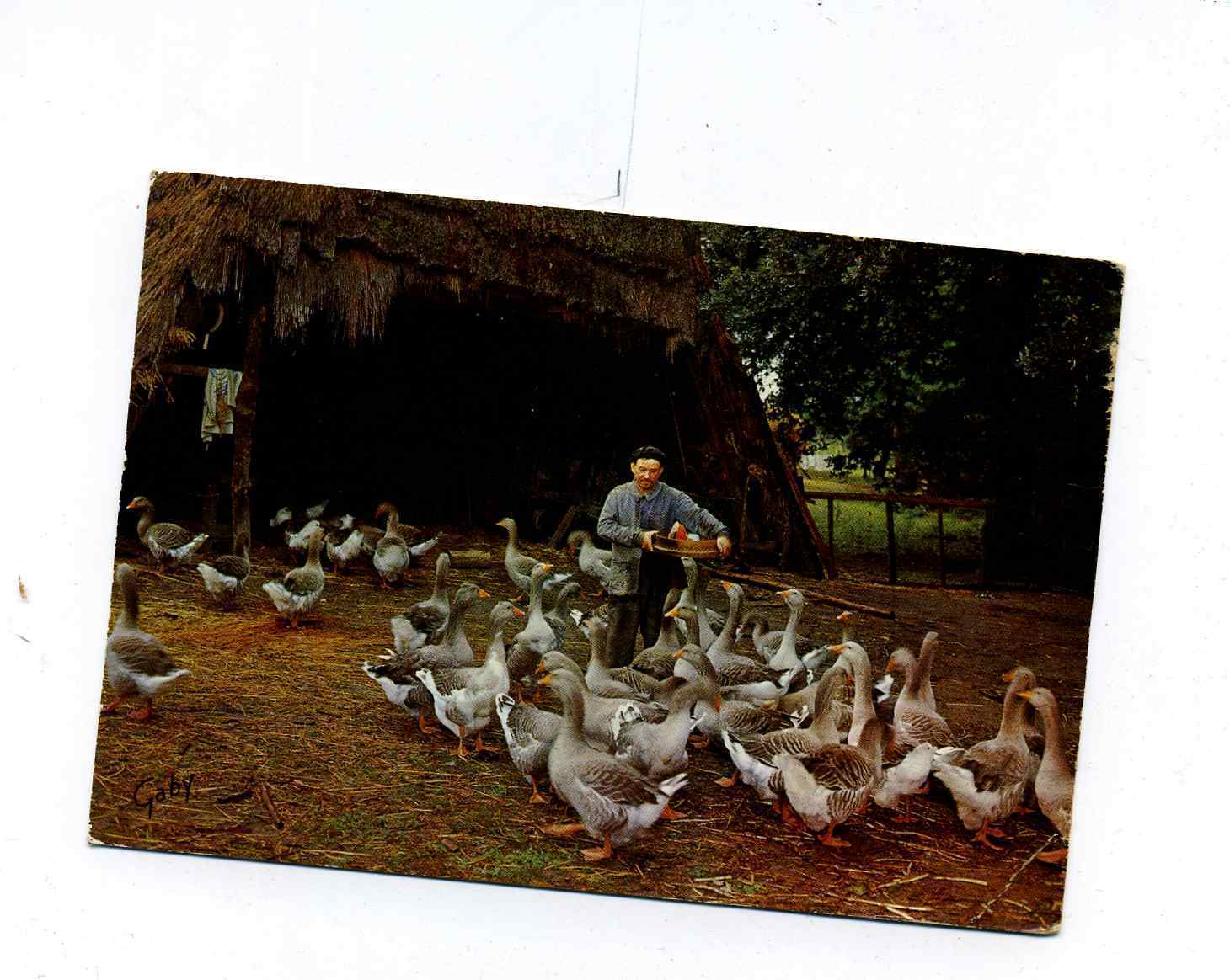 LE GARDEUR D'OIES - CABY 1967 - Fermes