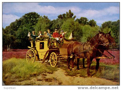 DILLIGENCE à CHEVAUX - POSTKUTSCHE - LUNEBURGER HEIDE, ALLEMAGNE - 1970 (x-070) - Teams