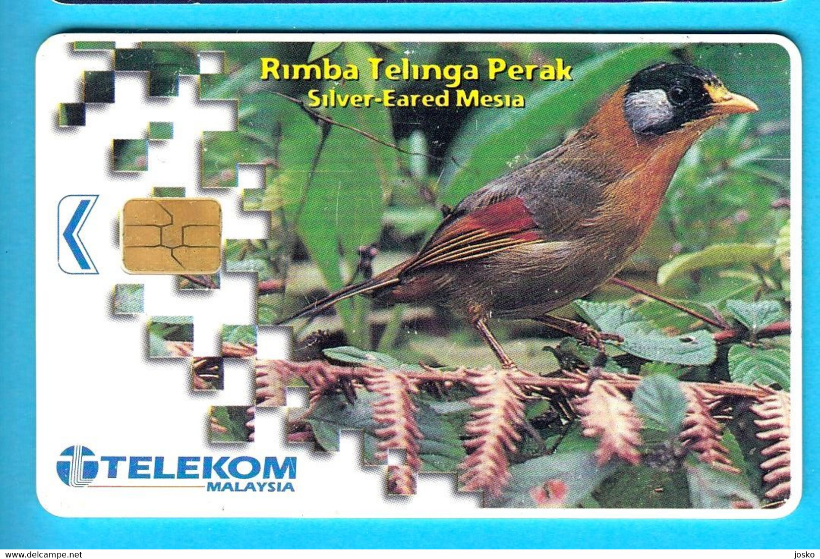 Malaysia - Malaisie - Fauna – Faune - Birds - Vogel - Voegel - Oiseau – Uccello – Pajaro - Bird - Rimba Telinga Perak - Malaysia