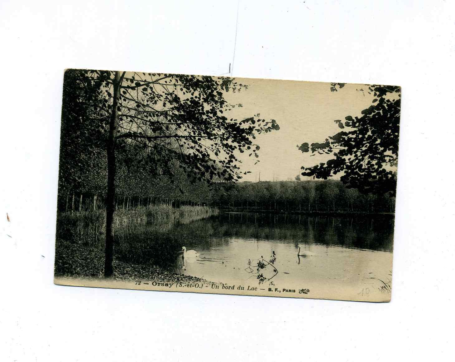 91 -ORSAY--un Bord Du Lac -Cygnes - Orsay