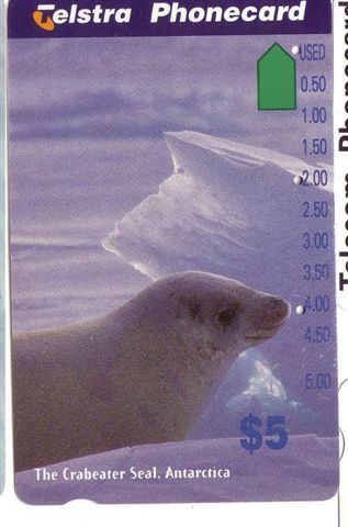 Australia - Seal - Antarctic - Arctic - Artico - Antarctica - Polar Motive - Polaire - Foca – Phoque - Seals - Australie - Australia
