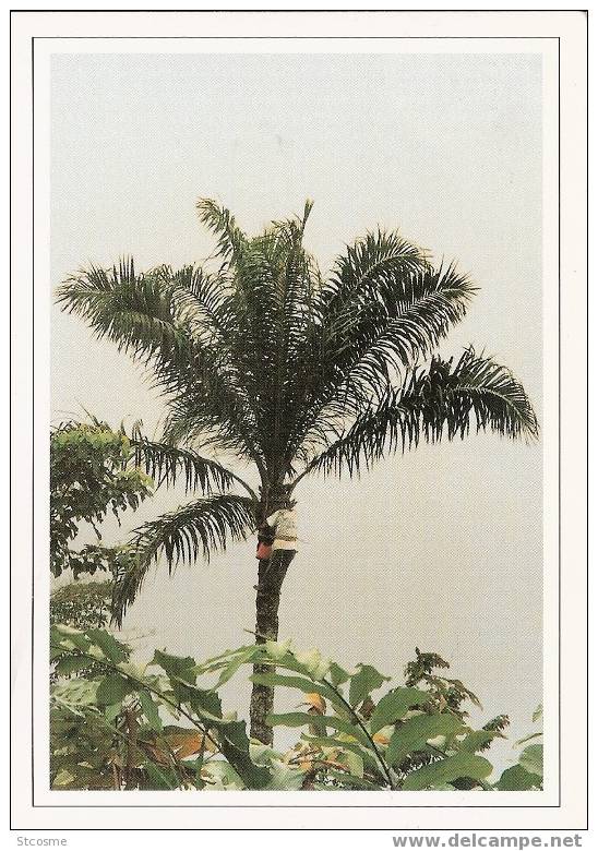 Entier / Stationery / PSC - PAP Gabon : Carte Postale ACEP N°13 - Brieven En Documenten