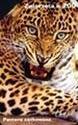 Fauna – Faune – Animals – Animaoux – Animal – Panther – Ounce – Pantera – Panthere - Jungle