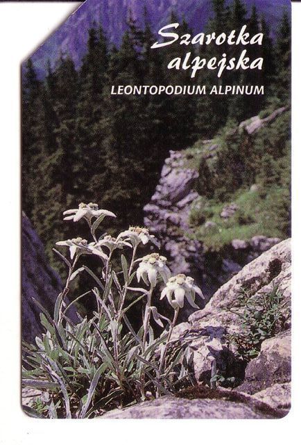 L. ALPINUM - Poland Old Magnetic Card * Flora Flore Flowers Fleurs Blumen Fiori Flores Flower Fleur Blume Fiore - Pologne