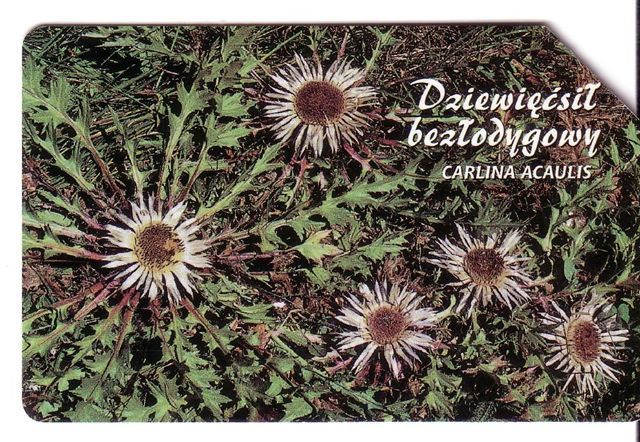 CARLINA ACAULIS - Poland Old Magnetic Card * Flora Flore Flowers Fleurs Blumen Fiori Flores Flower Fleur Blume Fiore - Poland