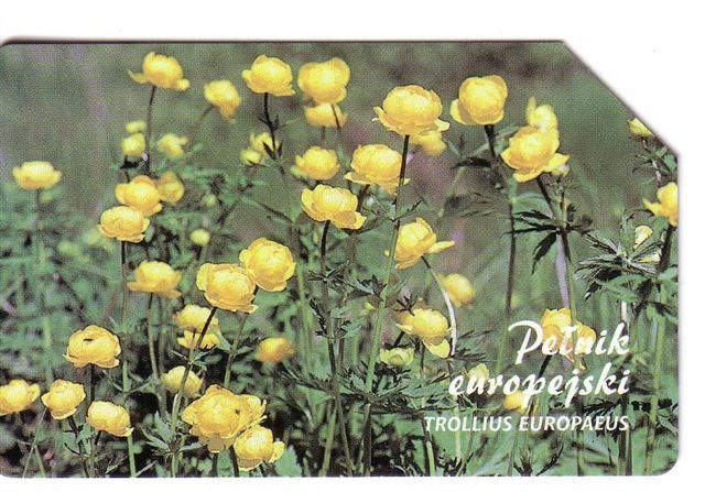 TROLLIUS EUROPAEUS - Poland Old Magnetic Card * Flora Flore Flowers Fleurs Blumen Fiori Flores Flower Fleur Blume Fiore - Polonia