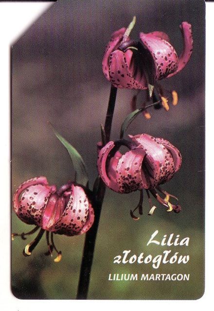 LILIUM MARTAGON - Poland Old Magnetic Card * Flora Flore Flowers Fleurs Blumen Fiori Flores Flower Fleur Blume Fiore - Polonia