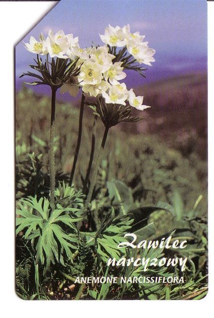 ANEMONE NARCISSIFLORA - Poland Old Magnetic Card * Flora Flore Flowers Fleurs Blumen Fiori Flores Flower Fleur Blume - Polonia