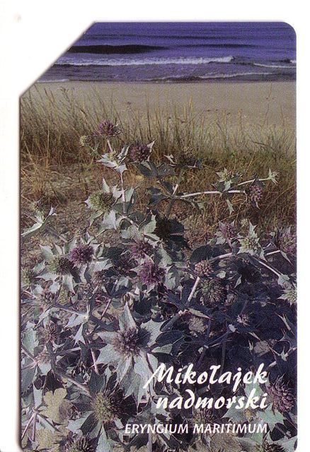 E. MARITIMUM - Poland Old Magnetic Card * Flora Flore Flowers Fleurs Blumen Fiori Flores Flower Fleur Blume Fiore - Poland