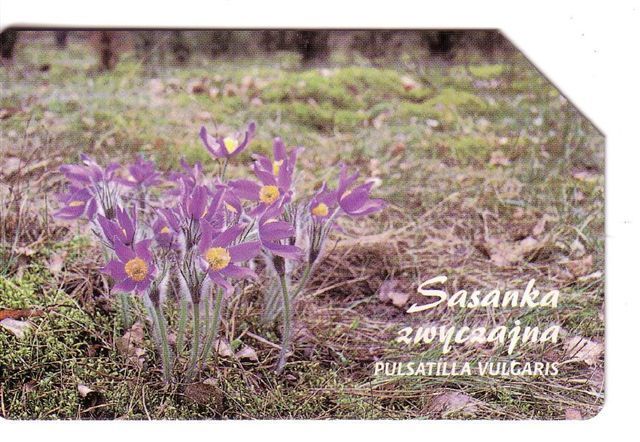 PULSATILLA VULGARIS - Poland Old Magnetic Card * Flora Flore Flowers Fleurs Blumen Fiori Flores Flower Fleur Blume Fiore - Pologne