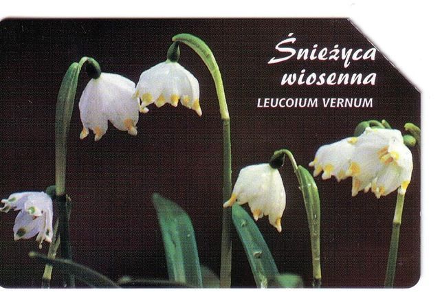 LEUCOIUM VERNUM - Poland Old Magnetic Card * Flora Flore Flowers Fleurs Blumen Fiori Flores Flower Fleur Blume Fiore - Pologne