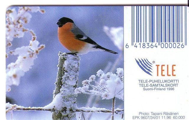 BULLFINCH Pinson  ( Finlande Card - Only 60.000 Ex. ) Common Eurasian Finch Pinzon Fringuello Bird Oiseau Pajaro Birds - Zangvogels