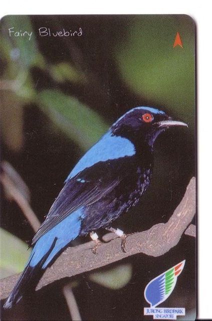 Singapore Fauna - Singapour  Faune - Birds - Oiseau - Vogel - Voegel – Oiseaux – Pajaro- Bird - F.Bluebird (code 79SIGB) - Singapour